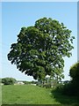 Huge Acer adjacent to Pistyll Farmhouse