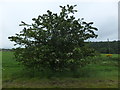 Hawthorn by the road to Logierait Mill