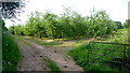 Cider orchard at Lower Green