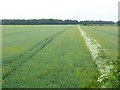 Fields of wheat near Langley House Farm