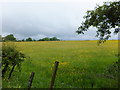 Grass field with plenty of buttercups