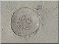 NF9890 : Jellyfish - Aurelia aurita on the beach by M J Richardson