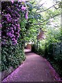 Bournemouth: rhododendrons over Dalkeith Lane