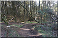 Path in Kilvey Wood