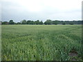 Crop field off Knutsford Road (A50)