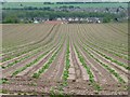 Potato field at Church Warsop