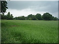 Crop field near Park Farm