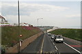 Valerian flowering, A259 Rottingdean