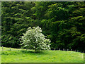NY2321 : Hawthorn against backdrop of conifers by Trevor Littlewood