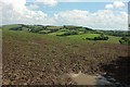 Field above Chiselcombe Copse