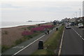 Valerian growing on East Worthing beach