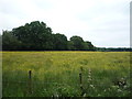 NY3054 : Grassland with buttercups by JThomas