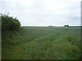 NY2953 : Crop field north of Wiggonby by JThomas