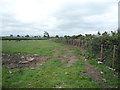 Grazing near New Bampton Farm