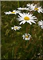 Ox-eye daisies, Dengie churchyard