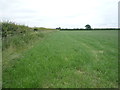 Farmland and hedgerow