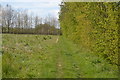 Footpath along the hedge