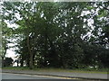 Trees by London Road, Sittingbourne