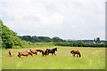 SK3515 : Horses grazing in a field near Packington Nook Lane, Ashby by Oliver Mills