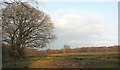 Field near Winscott Cross