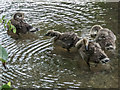 Goslings in Park near River Lea, Ware, Hertfordshire