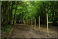 Fence Beside the Byway