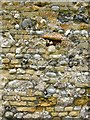 Dengie church: walling materials (3)