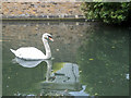 Mute  Swan on River Lea near Ware, Hertfordshire