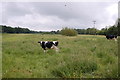 Cows by the River Wensum