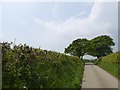 Trees in Little Down Lane, north-west of Bickleigh