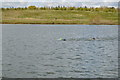 TL0148 : Openwater Swimmers, Box End Park by N Chadwick