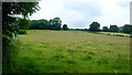 Pasture land near Llwyn-du