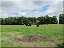W8789 : Cattle near Ballyvolane by Jonathan Thacker