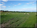 SJ2454 : Ewes and lambs grazing by John Haynes