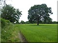 Solitary tree in a grass field 