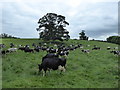 SP0704 : Cattle grazing, Barnsley by Vieve Forward