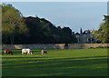 Cows near the Powfoulis Manor Hotel