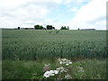 NT8041 : Crop field towards Hatchednize by JThomas