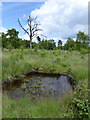 Pond and dead tree, Chobham Common