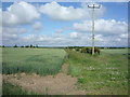 Crop field and hedgerow