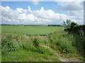 Crop field near Butterlaw