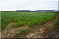 Field of wheat above Scurlage