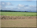 NT8747 : Crop field near Walterstead by JThomas