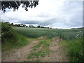 Crop field, East Dalcove