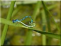 Mating damselflies