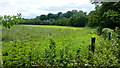 Meadow by the Teme