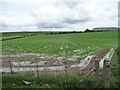 NY7217 : Arable crop growing through polythene by Christine Johnstone