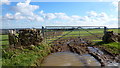 SO9006 : Young cereal field near Bisley by Jonathan Billinger