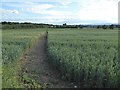 Footpath through a wheat field