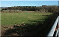 Pasture near Fairy Cross